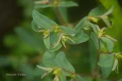 Euphorbia maddenii